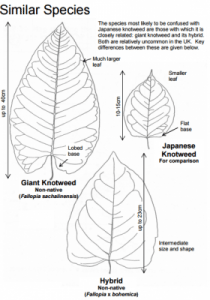 Leaf identification